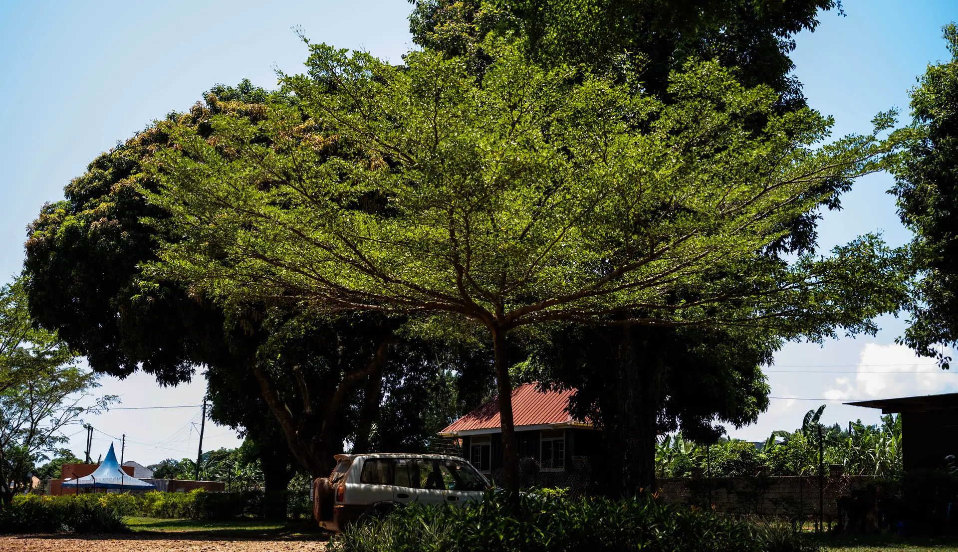 A large tree near the compound for the Healing Kadi Foundation